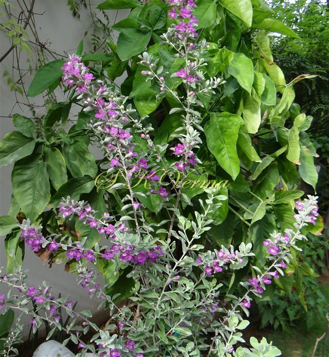  Plant